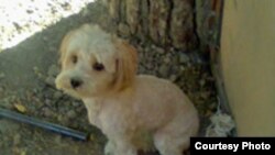 An impounded dog in Tehran in 2007