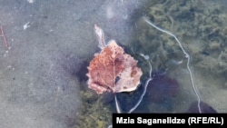 გაყინული კუს ტბა - საარქივო ფოტო