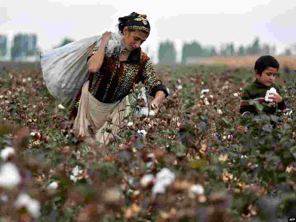 A Kyrgyz woman and her son pick cotton in a field near the village of Aravan some 25 kilometers outside Osh on October 11. Nationalists unexpectedly emerged as the strongest force in Kyrgyzstan's closely-fought elections, hailed as the first truly democratic polls in the former Soviet republics of Central Asia. Photo by Viktor Drachev for AFP