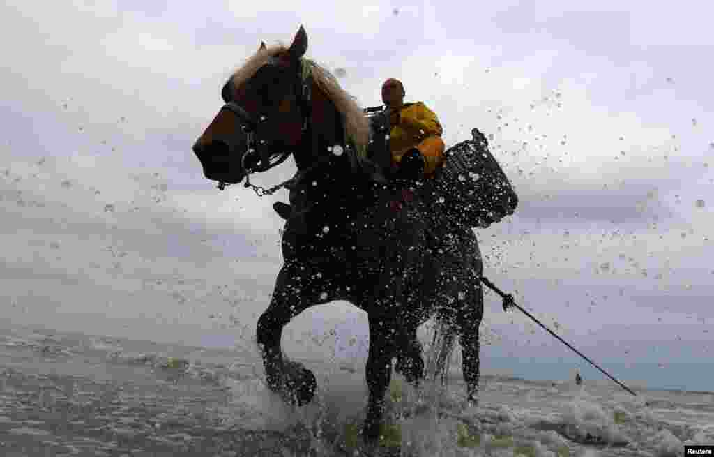 Belgian shrimp fisherman Xavier Vanbillemont rides a cart horse to haul a net out of the sea after catching shrimps during low tide in the coastal town of Oostduinkerke on July 12. (Reuters/Yves Herman)