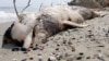 Dolphin Deaths Alarm Black Sea Ecologists