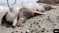Truplo mrtvog delfina na obali Crnog mora