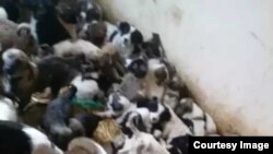 "В организованных властями приютах животным грозит голодная смерть"
