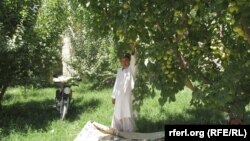 A Baghlan garden