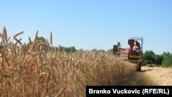 Polje pšenice u Kragujevcu, Srbija