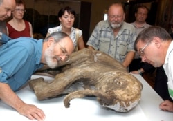 A 10,000-year-old baby mammoth carcass, discovered by a reindeer herder in Yamal-Nenets, on display in the Arctic city of Salekhardi in 2007.