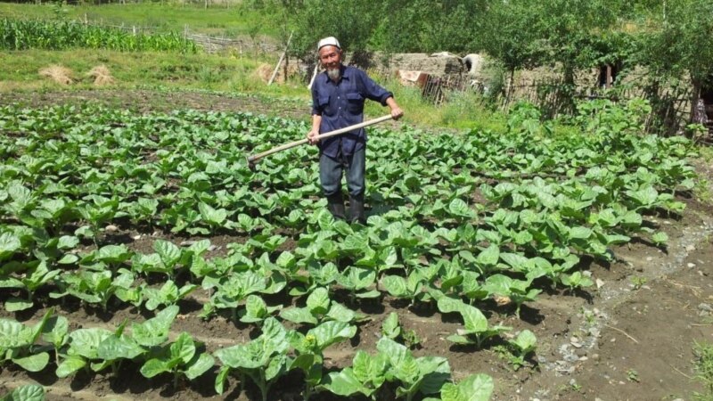 Садыр Жапаров освободил фермеров от земельного налога 