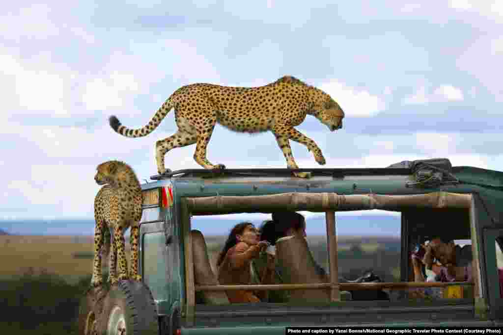 3rd Place: &quot;Say Cheese&quot; by Yanai Bonneh: &quot;Cheetahs jumped on the vehicle of tourists in Masai Mara National Park, Kenya.&quot;