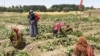 ملل متحد به بیش از ۲۰۰۰ زن زراعت پیشه در لغمان بسته‌های مواد زراعتی کمک کرد
