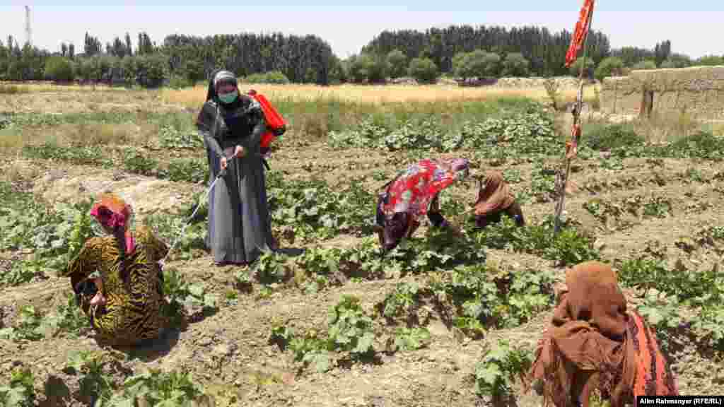 خانم ها حین کار بالای زمین کشت شده‌ی شان.
