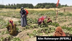آرشیف - شماری از زنان زراعت پیشه در افغانستان 
