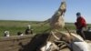 В Казахстане снова гибнут сайгаки