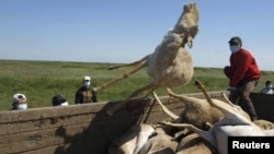 Сбор туш погибших сайгаков. Западный Казахстан, 22 мая 2015 года