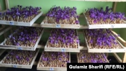 آرشیف، زعفران افغانستان