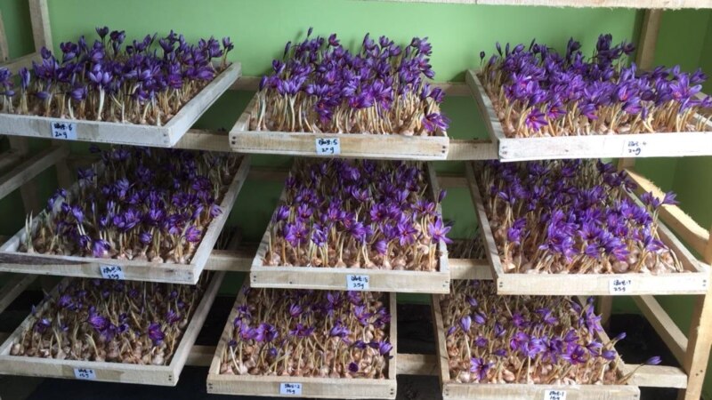 وزارت زراعت: ۲۱ مزرعه نمایشی زعفران در پکتیا ایجاد می‌شود