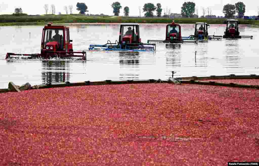 Belarusian tractor drivers harvest cranberries at a state farm in the village of Selishche in the Brest region. (TASS/Natalia Fedosenko)