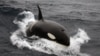 Mamiferul marin denumit „balena ucigașă”