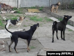Питомцы приюта, организованного Благотворительным фондом помощи бездомным животным