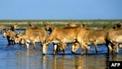 Saiga antelope drink from a lake outside Almaty. (undated)