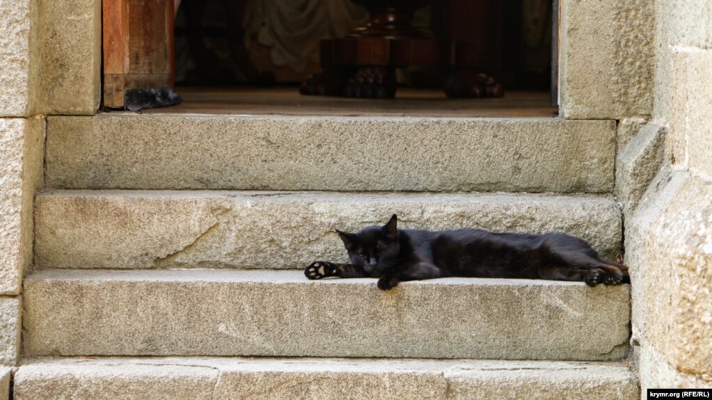 На крыльце у выхода из зала вальяжно разлегся черный кот