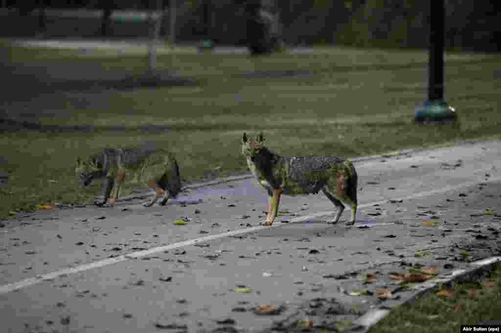 Jackals cross a footpath in Haifa, Israel, on April 15.