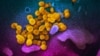 Noul coronavirus (în galben), văzut la microscop electronic