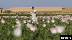A man works in an opium-poppy field in the Maiwand district of Kandahar Province, Afghanistan. (file photo)