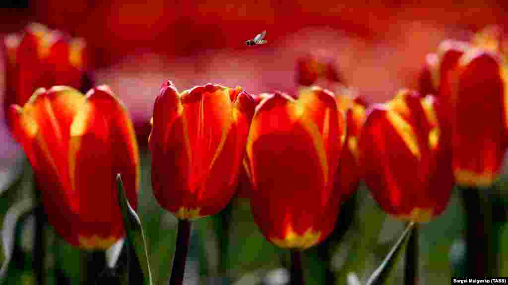 Як виглядає Нікіта в розпал цвітіння тюльпанів &ndash; дивіться у фотогалереї​