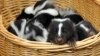 Under the proposal, the Liberal Party would be represented by a skunk.