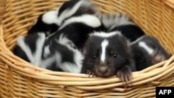 Under the proposal, the Liberal Party would be represented by a skunk.
