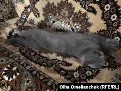 Кота Додю привезли в Жованку из Полтавы. Он не знает страха обстрелов, но знает любовь
