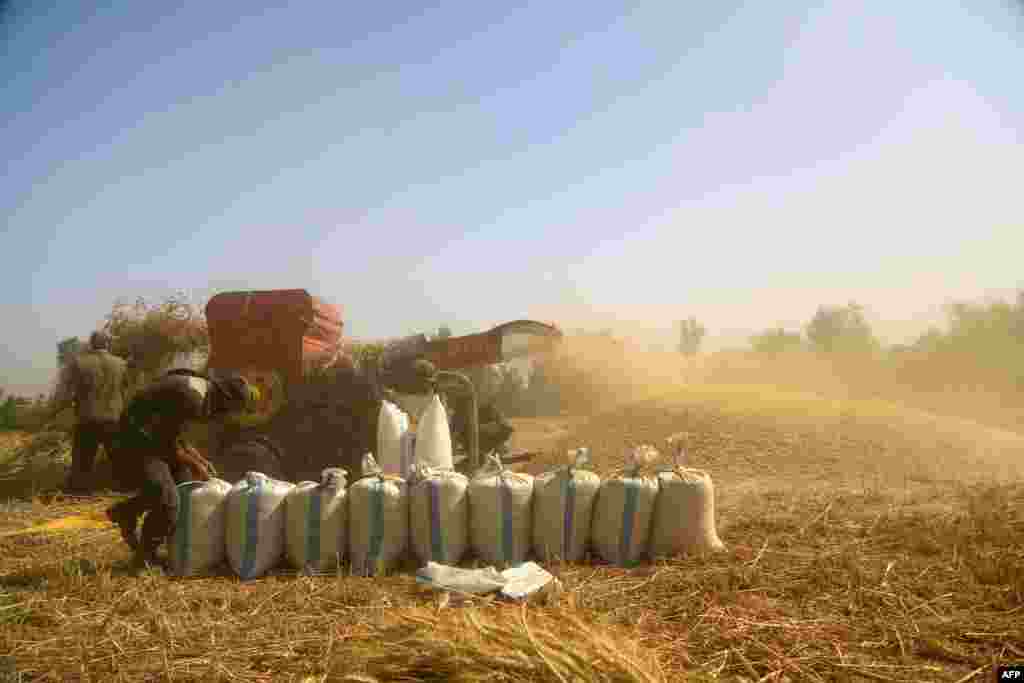 Syrian men harvest wheat near the rebel-controlled town of Hamouria, on the outskirts of the capital, Damascus, on June 6. (AFP/Sameer Al-Doumy)