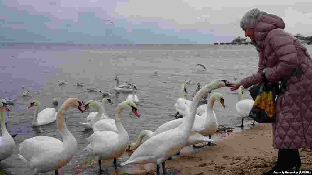Евпаторийцы подкармливают белых лебедей