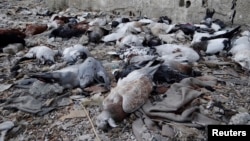 Fotografi e pëllumbave të ngordhur në vendin ku opozitarët sirianë thonë se forcat qeveritare kanë përdorur armë kimike, 24 gusht 2013