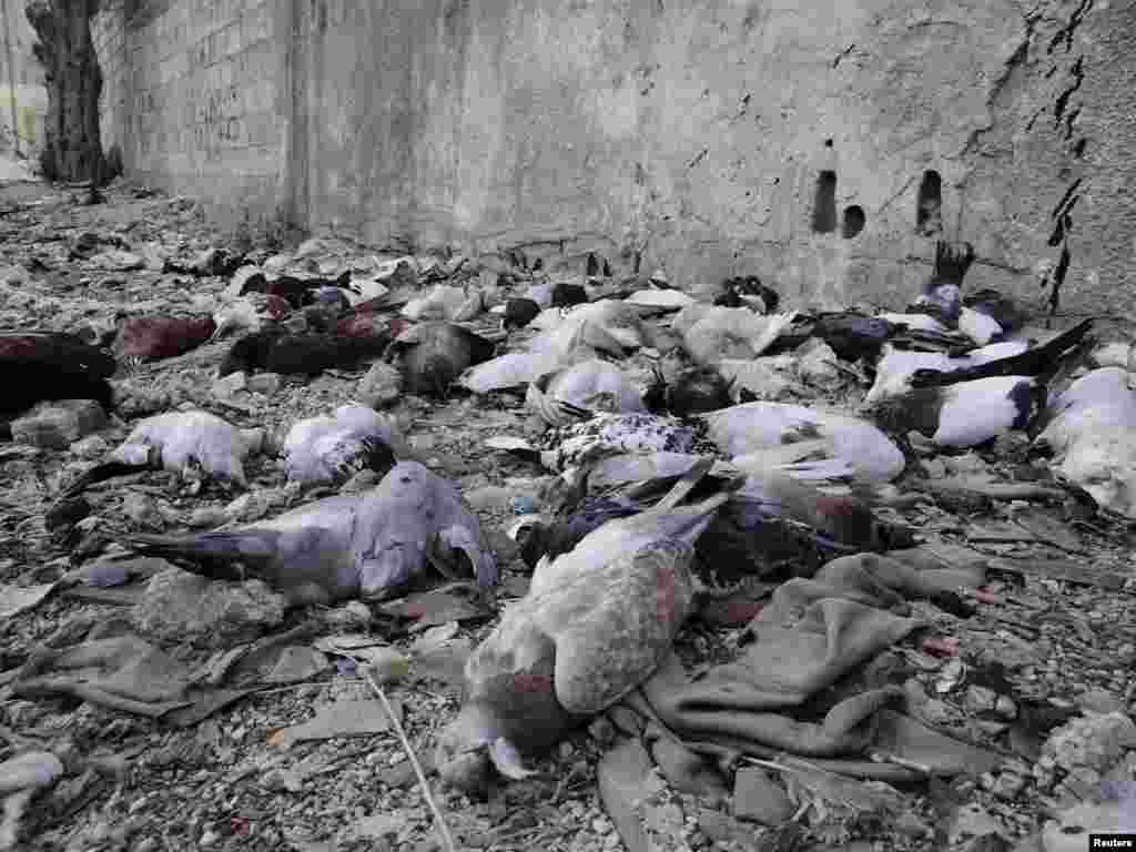 Мертвые голуби - по словам оппозиционных активистов, птицы тоже стали жертвами применения химического оружия в окрестностях Дамаска. Август 2013 года &nbsp;