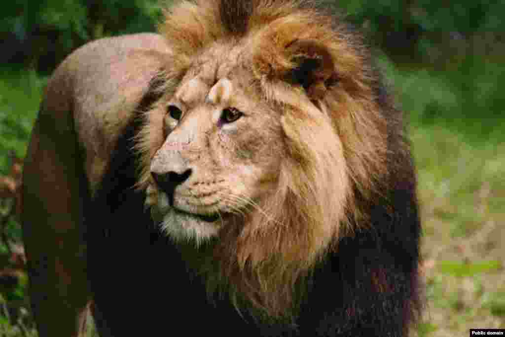 نمایی از یک شیر ایرانی