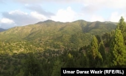 Shawal, along with other regions in Waziristan and part of southeastern Afghanistan, still has sizeable pine nut forests