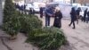 У Києві посилили контроль за хвойними насадженнями перед новорічними святами – КМДА