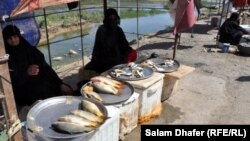 بائعات سمك في ميسان (من الارشيف)
