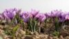 وزارت زراعت: در سال روان تولید زعفران ۲۱ فیصد افزایش یافته است