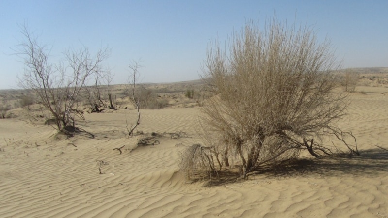 Çölleşmä garşy millionlarça agaç ekilýän Türkmenistanda dürli tagamlar sazagyň odunda taýýarlanýar