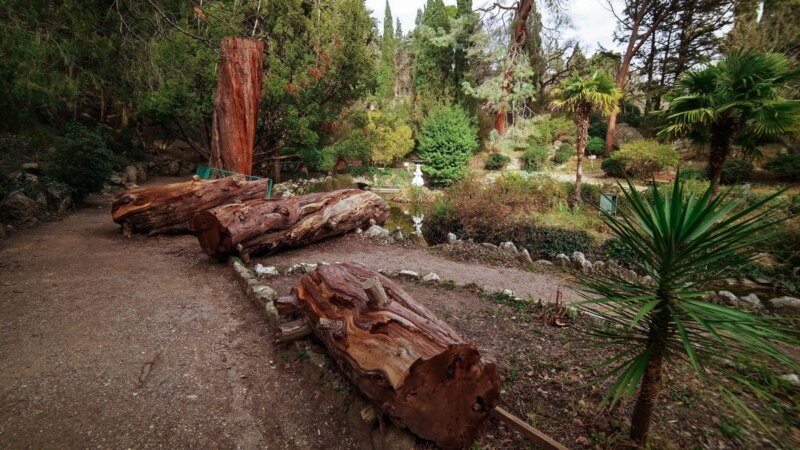 В Кремле пообещали «обратить внимание» на вырубку деревьев в Форосском парке – СМИ