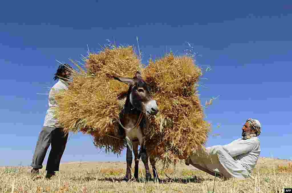 Afghan farmers load a donkey as they harvest wheat on the outskirts of Herat on June 23. (AFP/Aref Karimi)