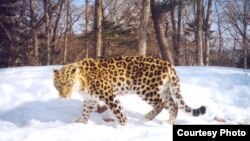 There are only a few dozen Amur leopards living wild in Russia. (file photo)