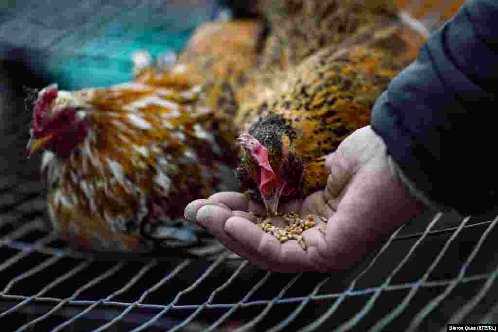 A gentler moment in the chicken market in Vushtrri. (Photo by Bleron Çaka)