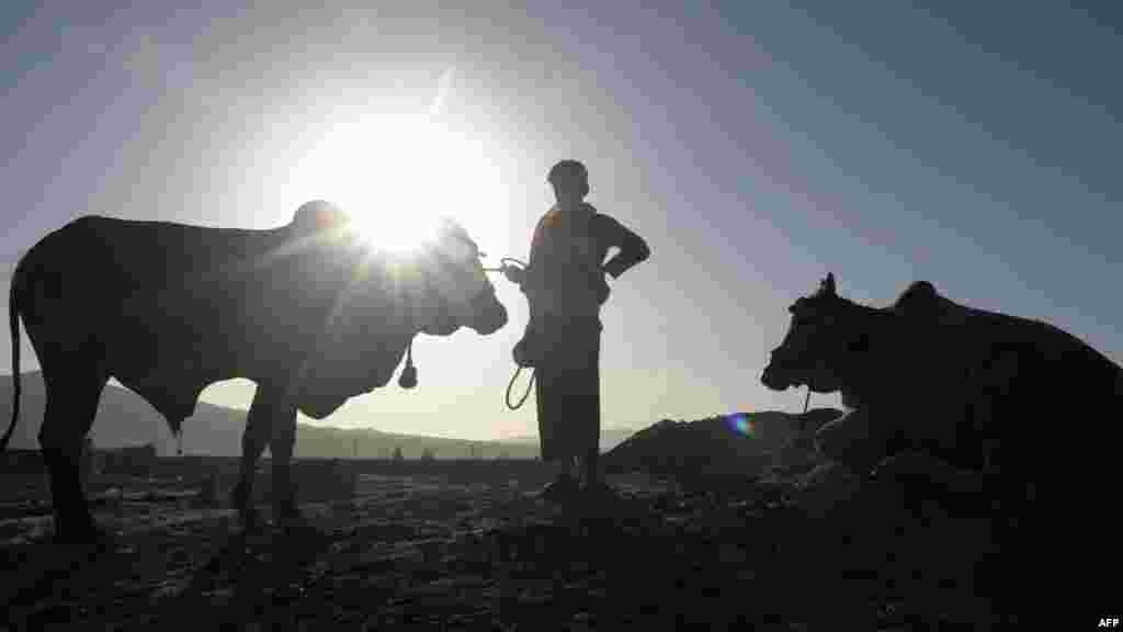 A Pakistani livestock trader stands with his cows as he waits for customers in Quetta ahead of Eid al-Adha. 