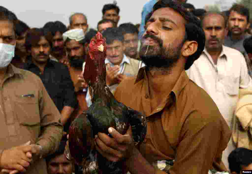 تر جګړې وروسته د چرګ مالک پر هغه اوبه اچوي. د چرګانو جنګولو ته په ښه سترګه نه کتل کېږي خو بیا هم دا لوبه په یو شمېر سیمو کې کېږي. 