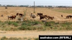 Sygyrlar ekin meýdanynda otlaýar. Ahal welaýaty (arhiw suraty) 