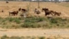 Пшеничные поля в Туркменистане. Животновода могут оштрафовать, если он пустит свой скот на поля даже после уборки урожая, при этом и скот, и люди в регионе страдают из-за засухи, отсутствия воды и пищи. 