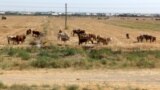 Turkmenistan. Wheat fields around A-Ahal. herd of cow , cows , shepherd man
